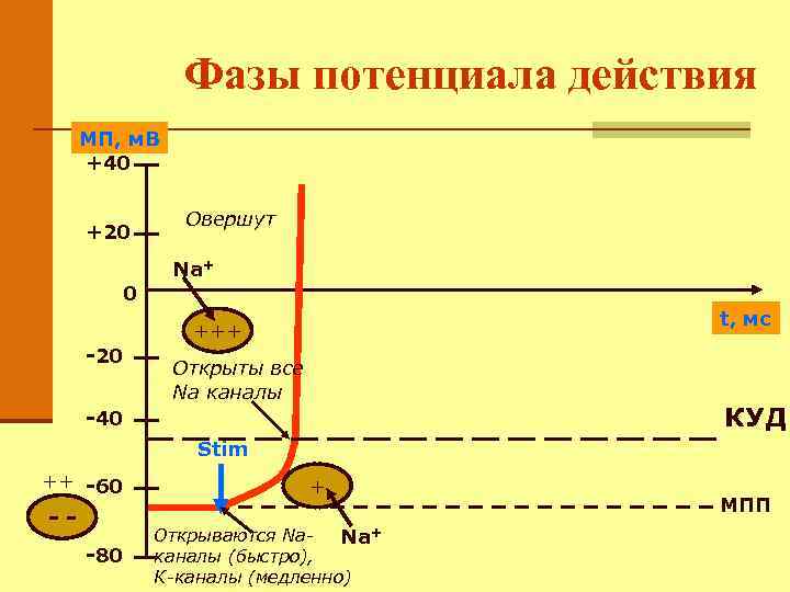 Фазы потенциала действия. Фазы потенциала действия овершут. Овершут потенциала действия это. Потенциал действия физиология овершут. Фаза 0 потенциала действия.