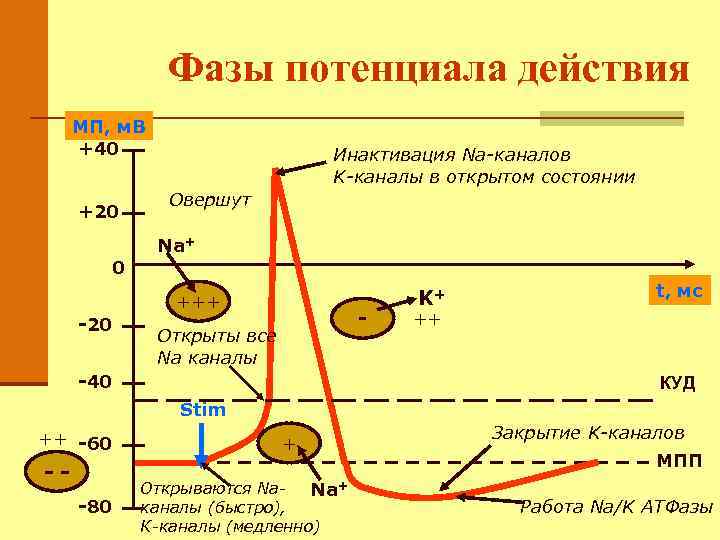 Фазы потенциала действия