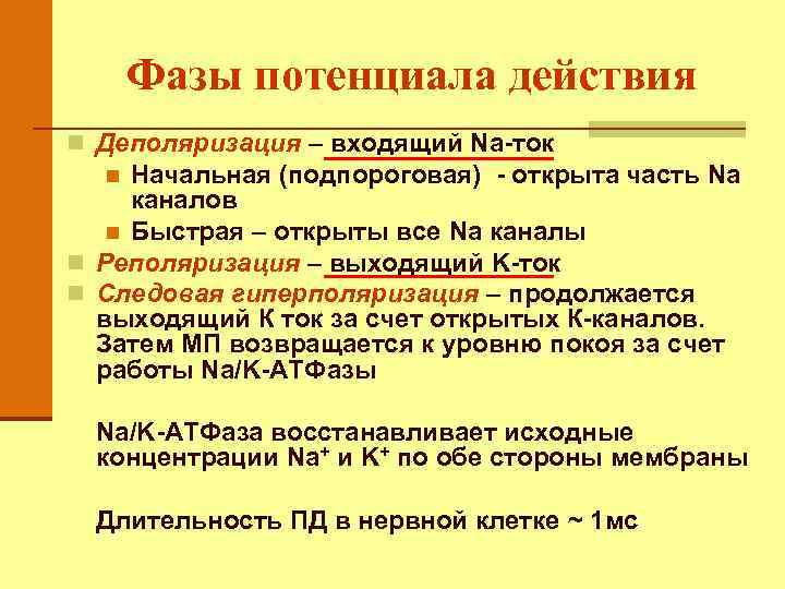 Фазы потенциала действия n Деполяризация – входящий Na-ток Начальная (подпороговая) - открыта часть Na