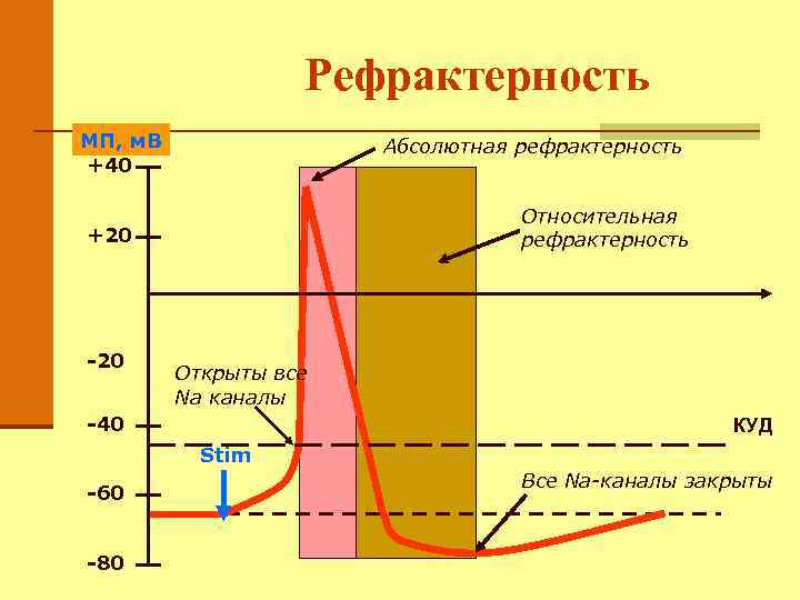 Рефрактерность МП, м. В +40 Абсолютная рефрактерность Относительная рефрактерность +20 -20 Открыты все Na