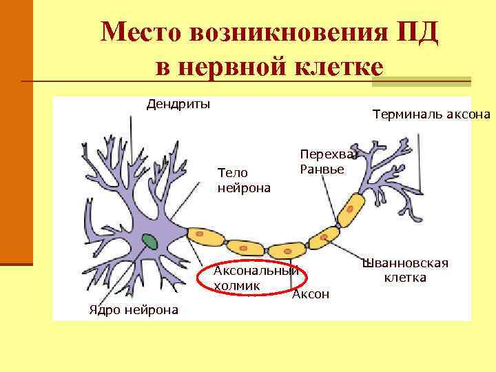 Тело 1 нейрона