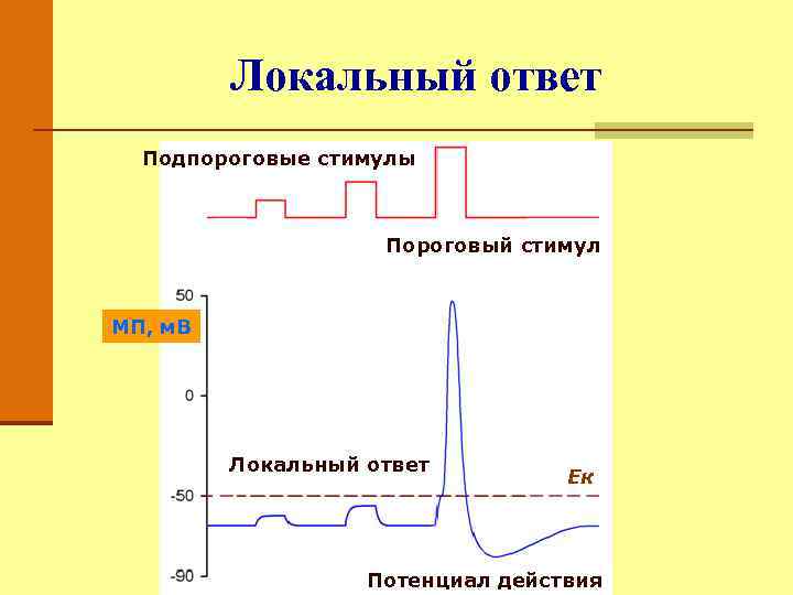 Локальный ответ. Локальный потенциал физиология. График локального ответа физиология. Локальный ответ физиология. Локальный ответ и потенциал действия.