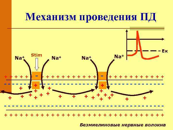 Механизм проведения ПД Na+ Stim Ек Na+ Na+ + + + + +-+ +