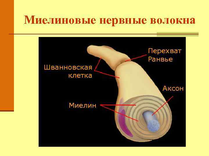 Миелиновые нервные волокна Шванновская клетка Перехват Ранвье Аксон Миелин 