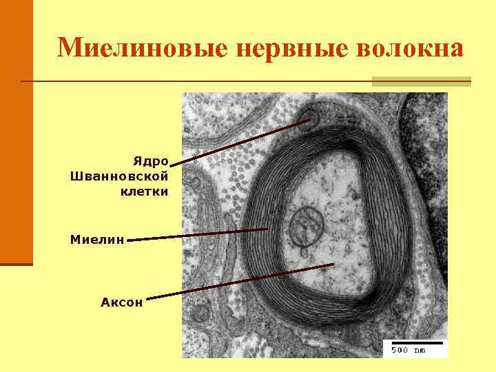 Миелиновые нервные волокна Ядро Шванновской клетки Миелин Аксон 