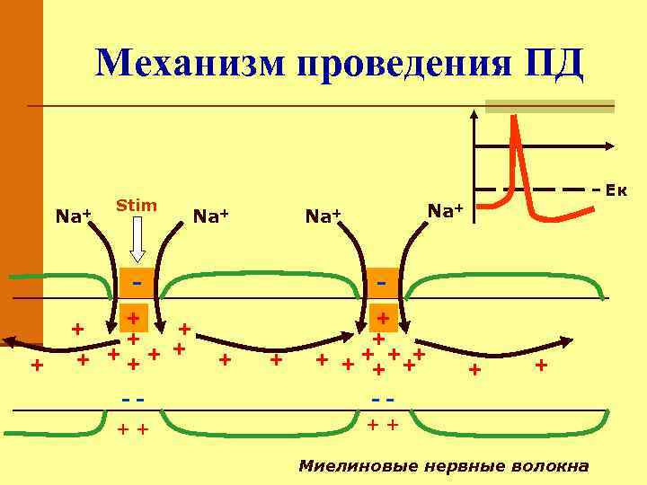 Механизм проведения ПД Na+ Stim Ек Na+ +-+ + + + +++ Na+ +-+