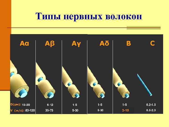 Типы нервных волокон Аα Аβ Аγ Аδ B D(μм): V (м/с): 3 -15 C