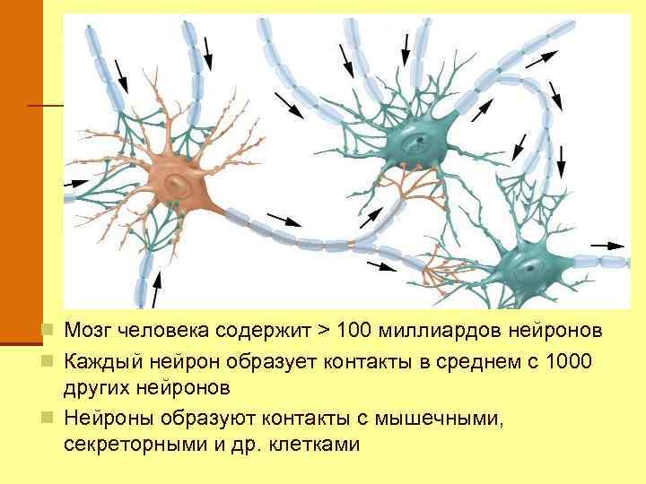 n Мозг человека содержит > 100 миллиардов нейронов n Каждый нейрон образует контакты в