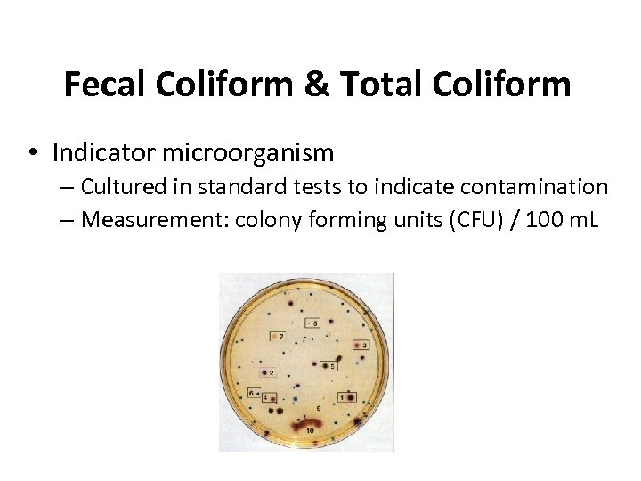 Fecal Coliform & Total Coliform • Indicator microorganism – Cultured in standard tests to