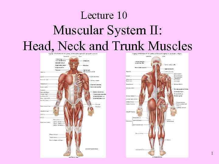 Lecture 10 Muscular System II: Head, Neck and Trunk Muscles 1 