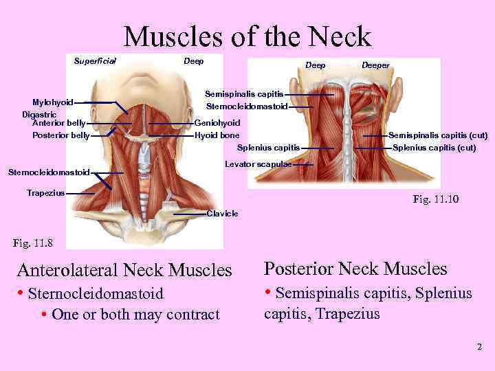 Muscles of the Neck Superficial Mylohyoid Digastric Anterior belly Posterior belly Deeper Semispinalis capitis