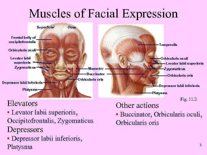 Muscles of Facial Expression Superficial Deep Frontal belly of occipitofrontalis Temporalis Orbicularis oculi Levator