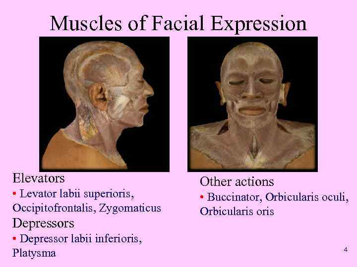 Muscles of Facial Expression Elevators • Levator labii superioris, Occipitofrontalis, Zygomaticus Depressors • Depressor