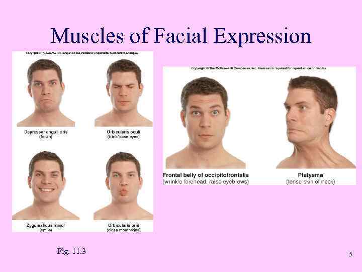 Muscles of Facial Expression Fig. 11. 3 5 