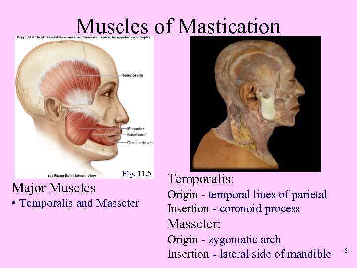 Muscles of Mastication Fig. 11. 5 Major Muscles • Temporalis and Masseter Temporalis: Origin