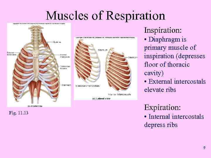 Muscles of Respiration Inspiration: • Diaphragm is primary muscle of inspiration (depresses floor of