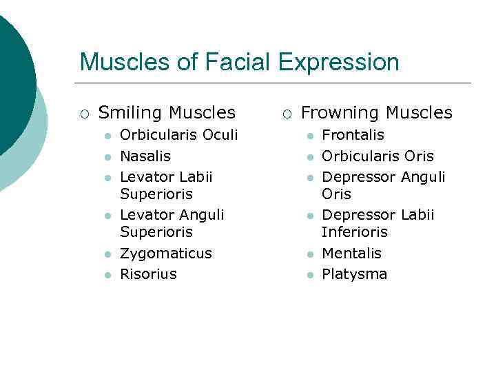 Muscles of Facial Expression ¡ Smiling Muscles l l l Orbicularis Oculi Nasalis Levator