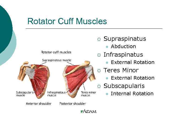 Rotator Cuff Muscles ¡ Supraspinatus l ¡ Infraspinatus l ¡ External Rotation Teres Minor