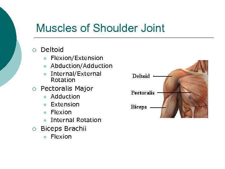 Muscles of Shoulder Joint ¡ Deltoid l l l ¡ Pectoralis Major l l