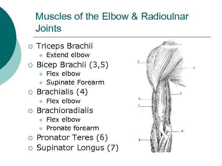 Muscles of the Elbow & Radioulnar Joints ¡ Triceps Brachii l ¡ Bicep Brachii