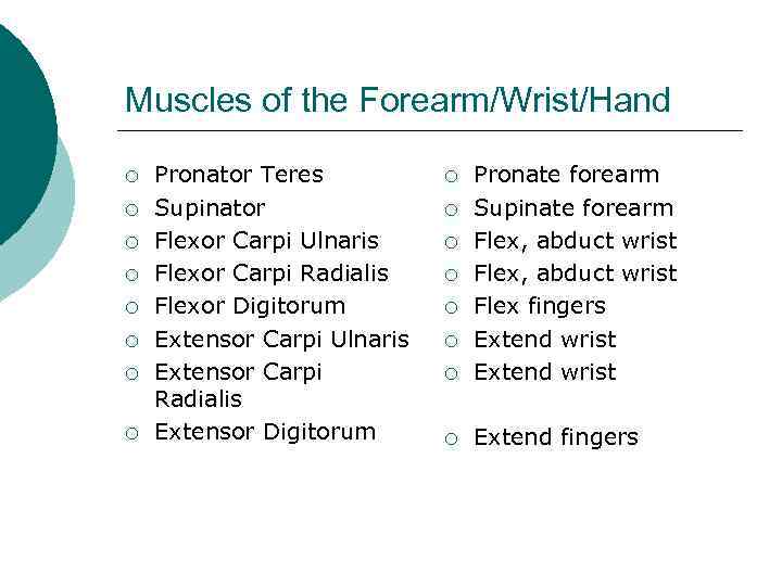 Muscles of the Forearm/Wrist/Hand ¡ ¡ ¡ ¡ Pronator Teres Supinator Flexor Carpi Ulnaris
