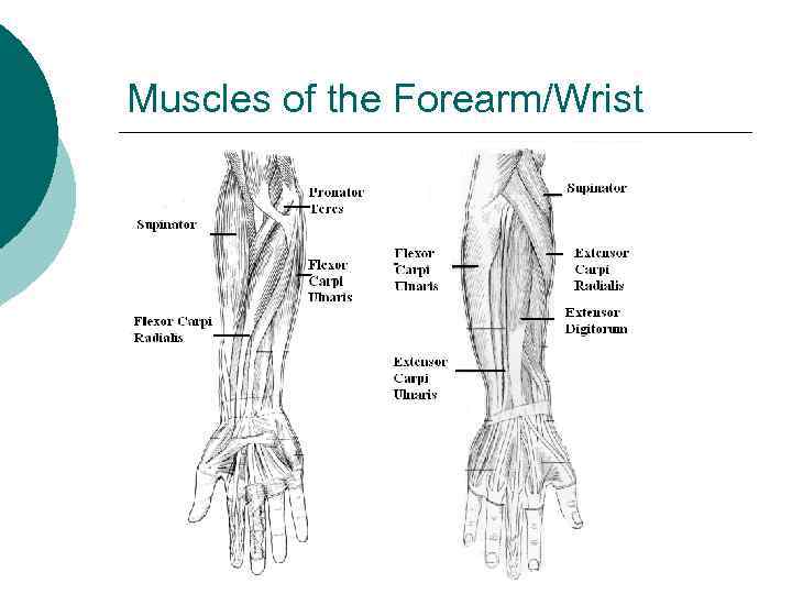 Muscles of the Forearm/Wrist 