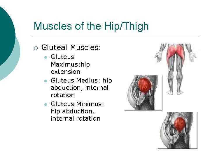 Muscles of the Hip/Thigh ¡ Gluteal Muscles: l l l Gluteus Maximus: hip extension
