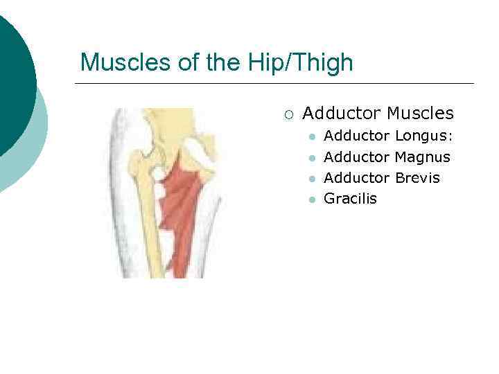 Muscles of the Hip/Thigh ¡ Adductor Muscles l l Adductor Longus: Adductor Magnus Adductor