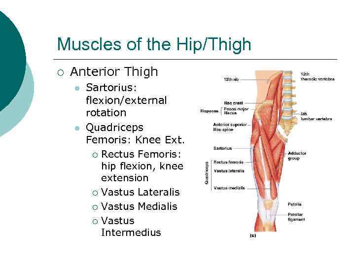 Muscles of the Hip/Thigh ¡ Anterior Thigh l l Sartorius: flexion/external rotation Quadriceps Femoris: