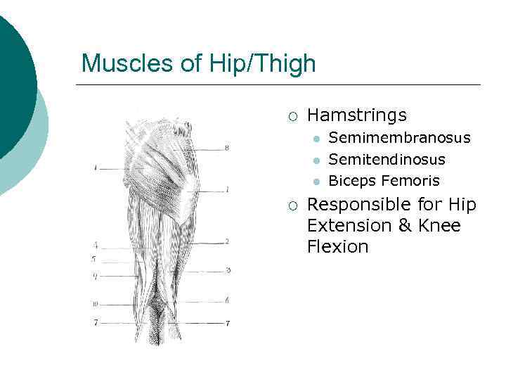 Muscles of Hip/Thigh ¡ Hamstrings l l l ¡ Semimembranosus Semitendinosus Biceps Femoris Responsible