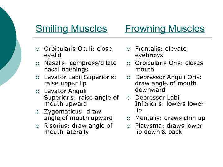 Smiling Muscles ¡ ¡ ¡ Orbicularis Oculi: close eyelid Nasalis: compress/dilate nasal openings Levator