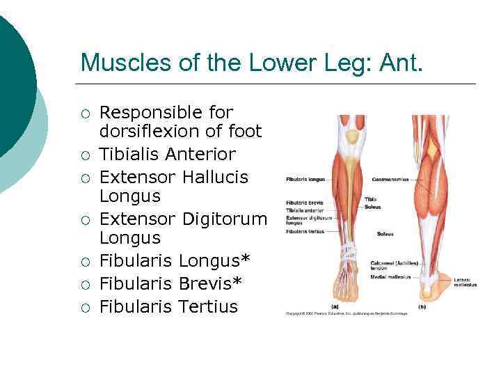 Muscles of the Lower Leg: Ant. ¡ ¡ ¡ ¡ Responsible for dorsiflexion of