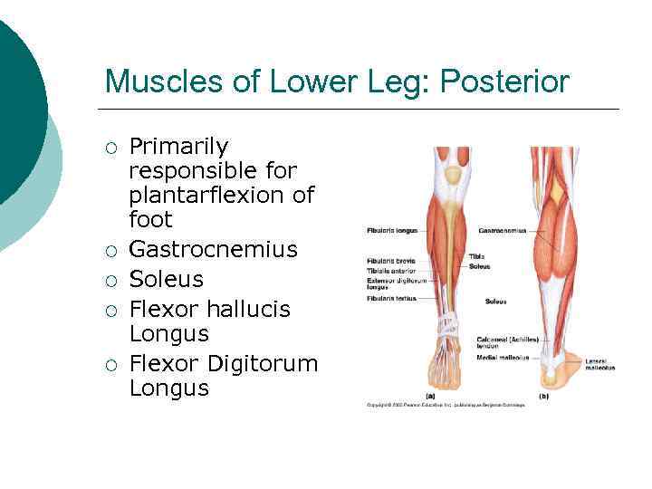 Muscles of Lower Leg: Posterior ¡ ¡ ¡ Primarily responsible for plantarflexion of foot
