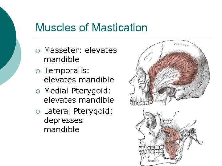 Muscles of Mastication ¡ ¡ Masseter: elevates mandible Temporalis: elevates mandible Medial Pterygoid: elevates