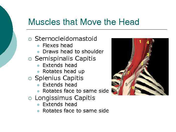 Muscles that Move the Head ¡ Sternocleidomastoid l l ¡ Semispinalis Capitis l l