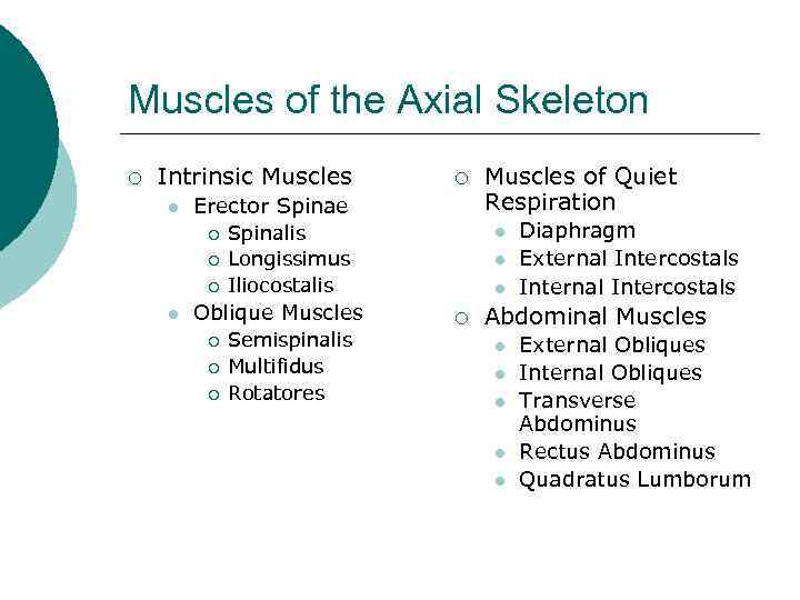 Muscles of the Axial Skeleton ¡ Intrinsic Muscles l Erector Spinae ¡ ¡ ¡