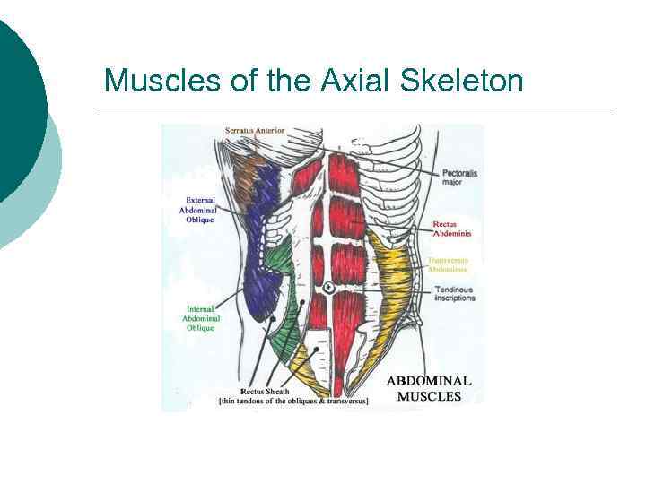 Muscles of the Axial Skeleton 