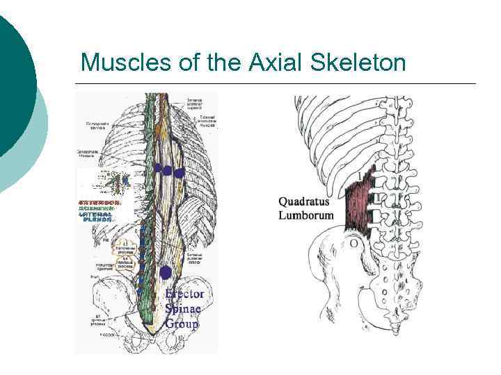 Muscles of the Axial Skeleton 