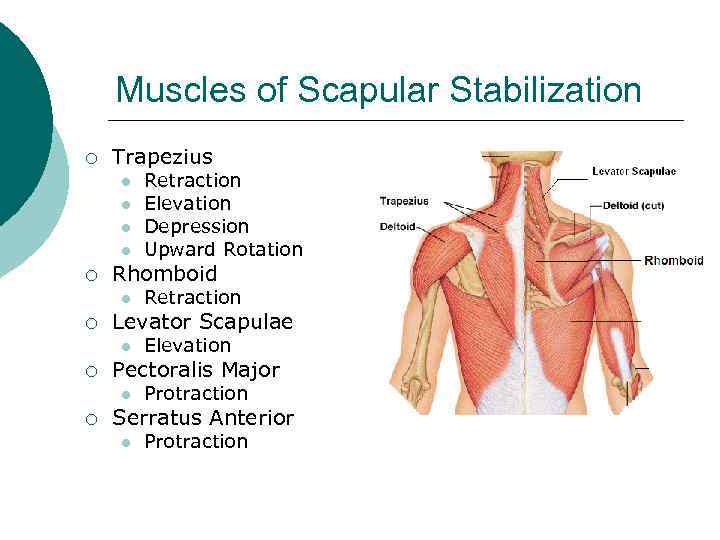 Muscles of Scapular Stabilization ¡ Trapezius l l ¡ Rhomboid l ¡ Elevation Pectoralis