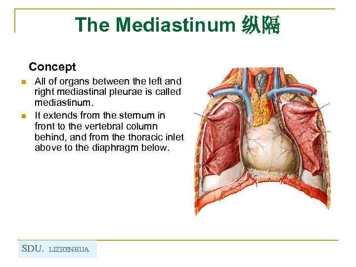 The Mediastinum 纵隔 Concept n n All of organs between the left and right