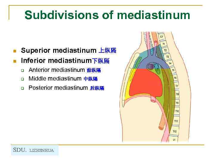 Subdivisions of mediastinum n n Superior mediastinum 上纵隔 Inferior mediastinum下纵隔 q Anterior mediastinum 前纵隔