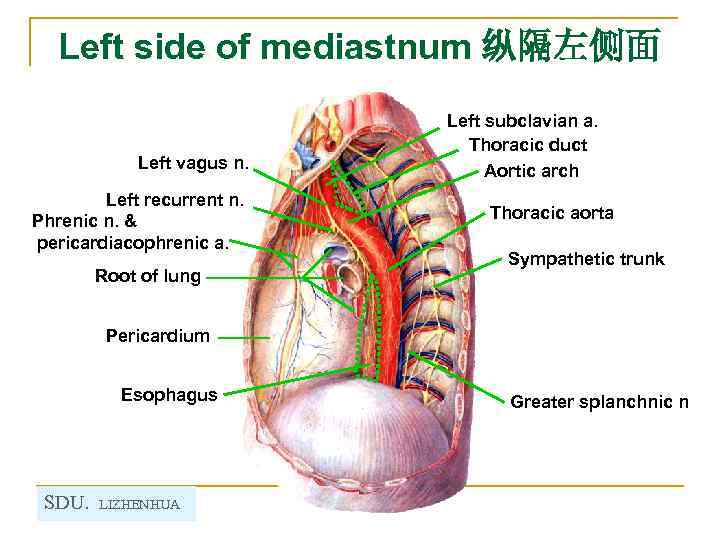 Left side of mediastnum 纵隔左侧面 Left vagus n. Left recurrent n. Phrenic n. &