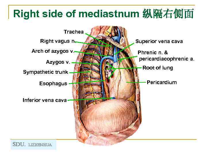 Right side of mediastnum 纵隔右侧面 Trachea Right vagus n. Arch of azygos v. Azygos