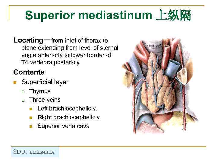 Superior mediastinum 上纵隔 Locating－from inlet of thorax to plane extending from level of sternal