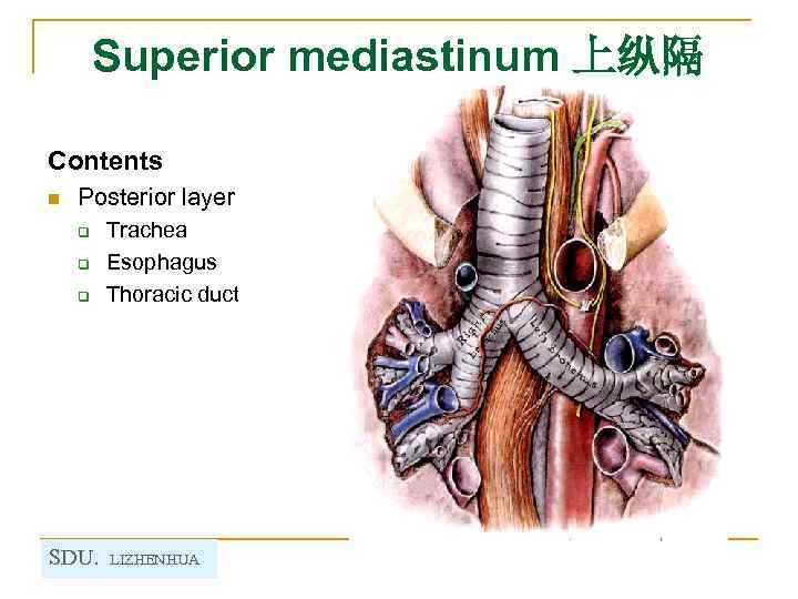 Superior mediastinum 上纵隔 Contents n Posterior layer q q q SDU. Trachea Esophagus Thoracic