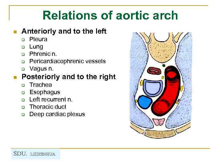 Relations of aortic arch n Anteriorly and to the left q q q n
