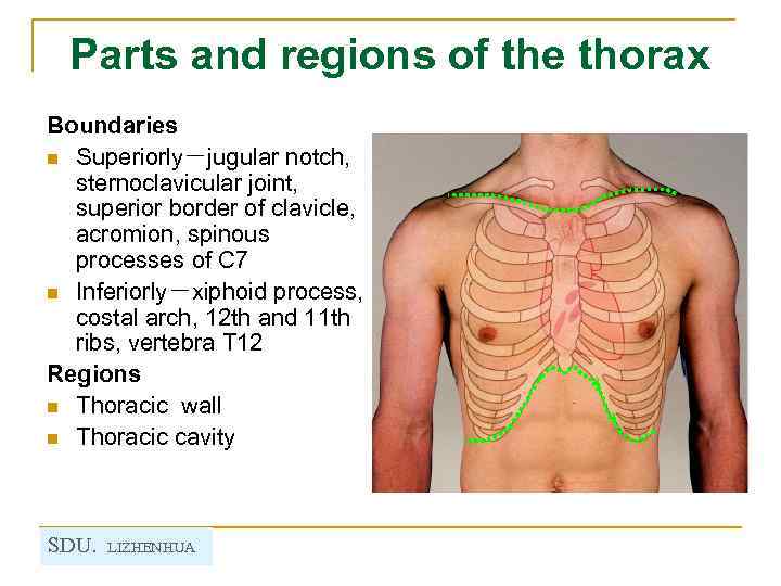 Parts and regions of the thorax Boundaries n Superiorly－jugular notch, sternoclavicular joint, superior border