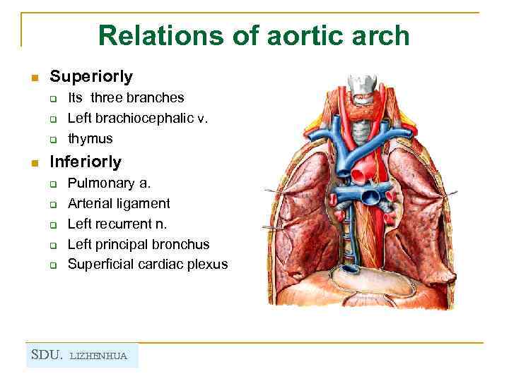 Relations of aortic arch n Superiorly q q q n Its three branches Left