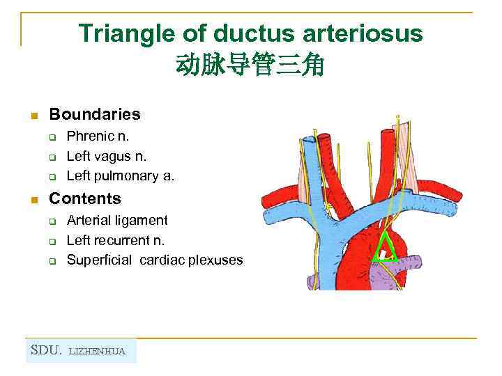 Triangle of ductus arteriosus 动脉导管三角 n Boundaries q q q n Phrenic n. Left