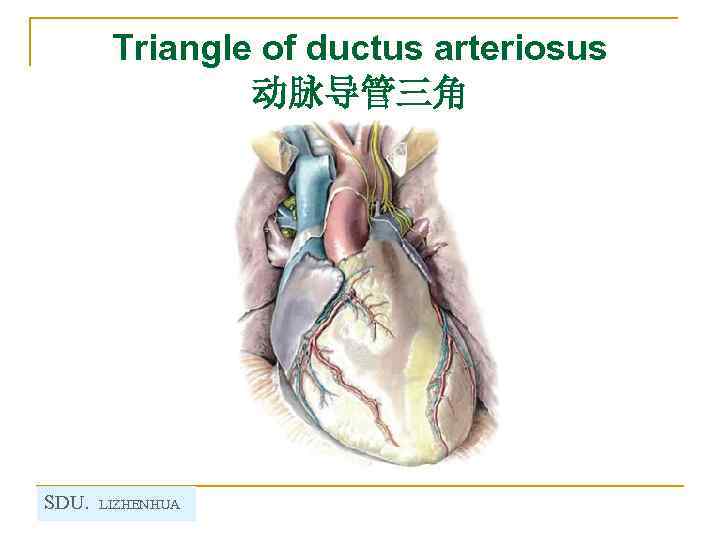 Triangle of ductus arteriosus 动脉导管三角 SDU. LIZHENHUA 